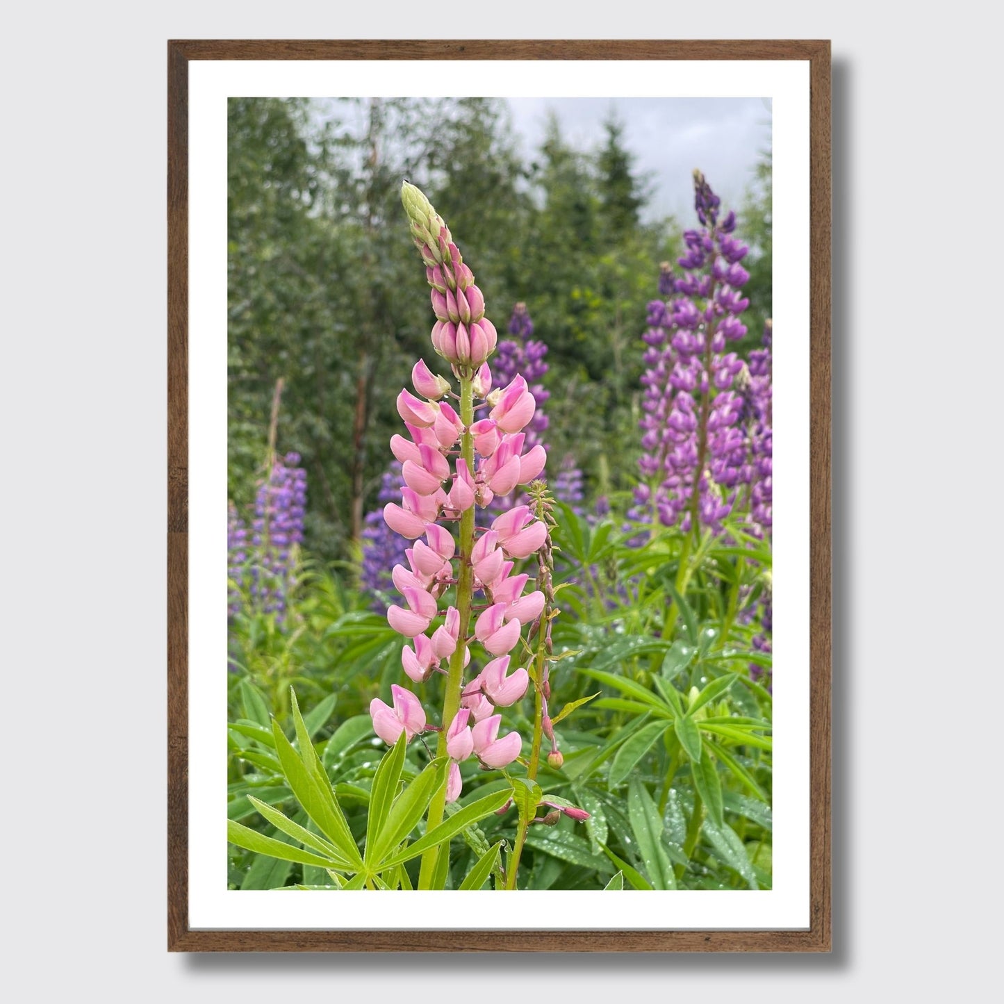 Få naturens skjønnhet rett inn i hjemmet ditt med fargerike Lupiner i full blomst. Illustrasjonsfoto viser motivet som plakat i brun ramme.