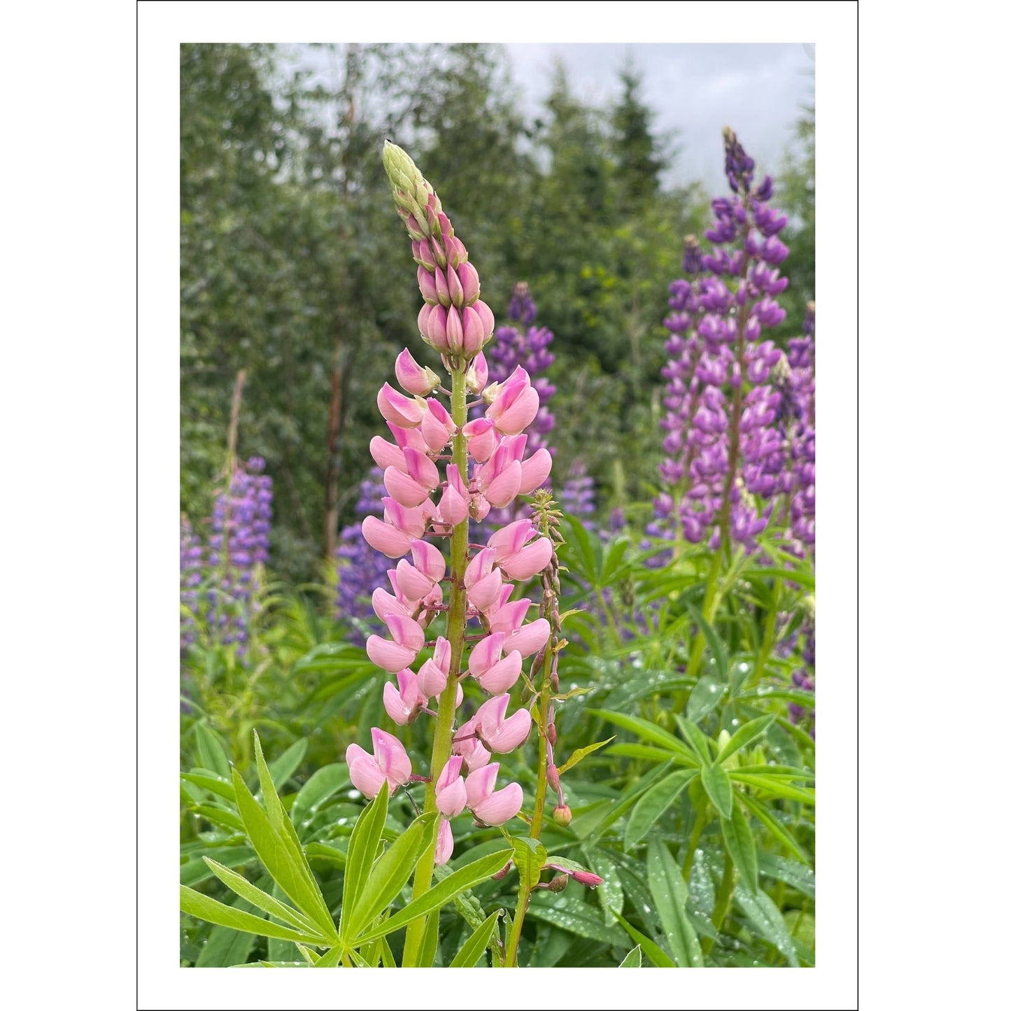 Få naturens skjønnhet rett inn i hjemmet ditt med fargerike Lupiner i full blomst. 