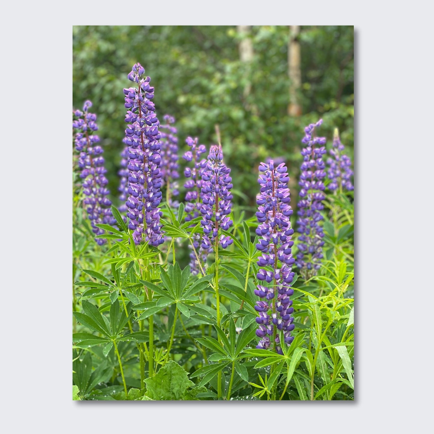 Få naturens skjønnhet rett inn i hjemmet ditt med fargerike Lupiner i full blomst. Illustrasjonsfoto viser motivet på lerret.