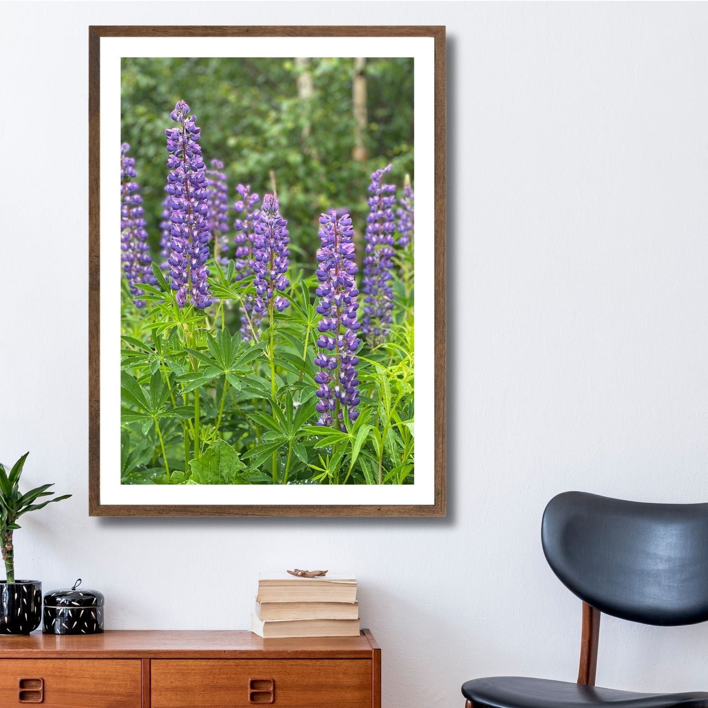 Få naturens skjønnhet rett inn i hjemmet ditt med fargerike Lupiner i full blomst. Illustrasjonsfoto viser motivet som plakat i brun ramme.