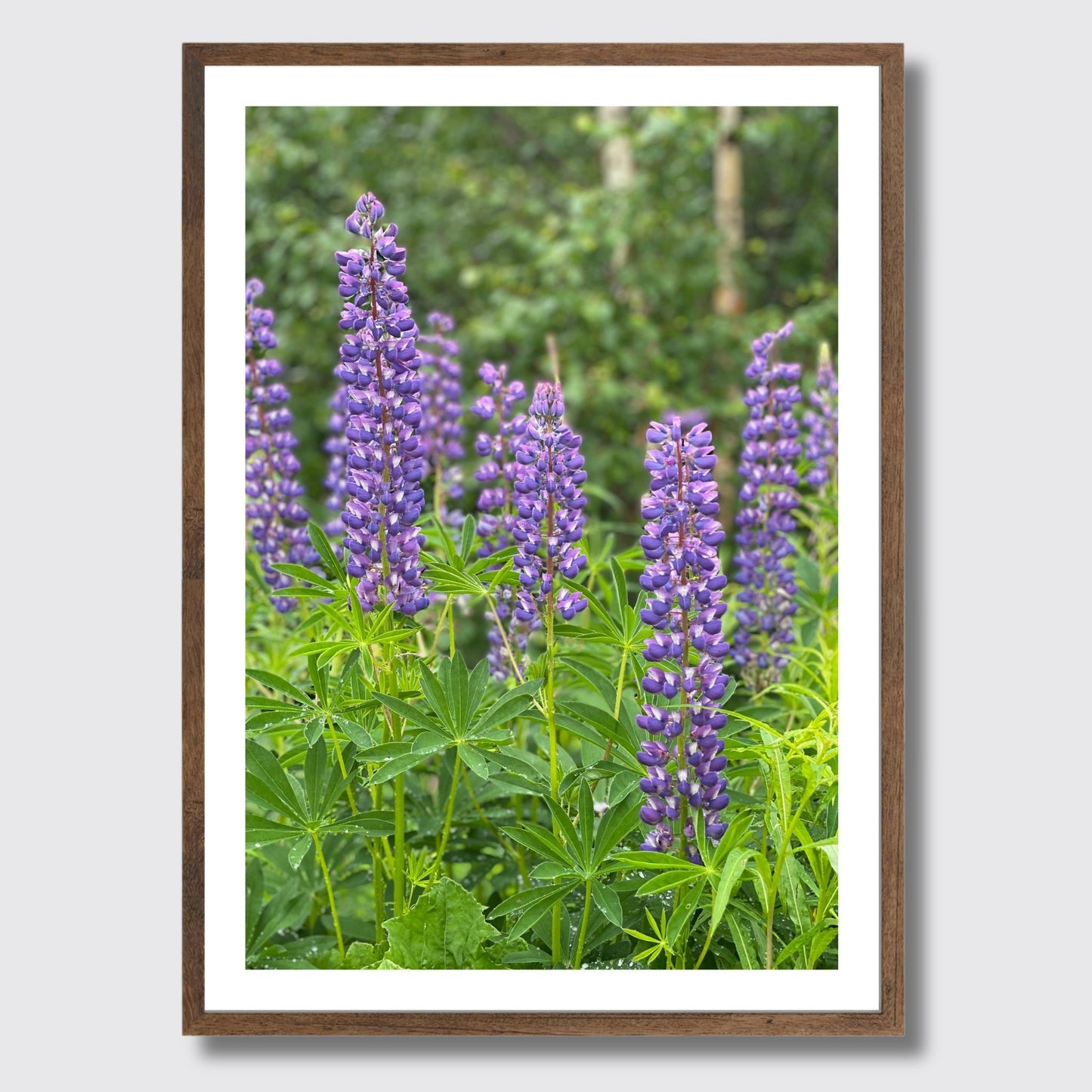 Få naturens skjønnhet rett inn i hjemmet ditt med fargerike Lupiner i full blomst. Illustrasjonsfoto viser motivet som plakat i brun ramme.