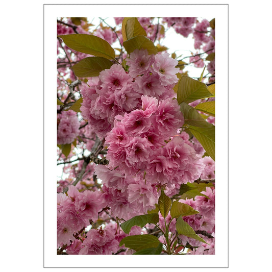 Dette fotografiet av Japankirsebærblomst, tatt i den sjarmerende Musèhagen i Bergen, fanger essensen av vårens prakt og naturens ro.