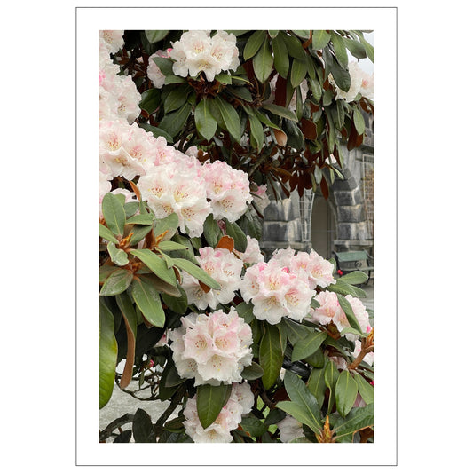 Denne vakre plakaten eller lerretet fanger essensen av naturens skjønnhet med Rhododendronens fantastiske blomsterprakt.