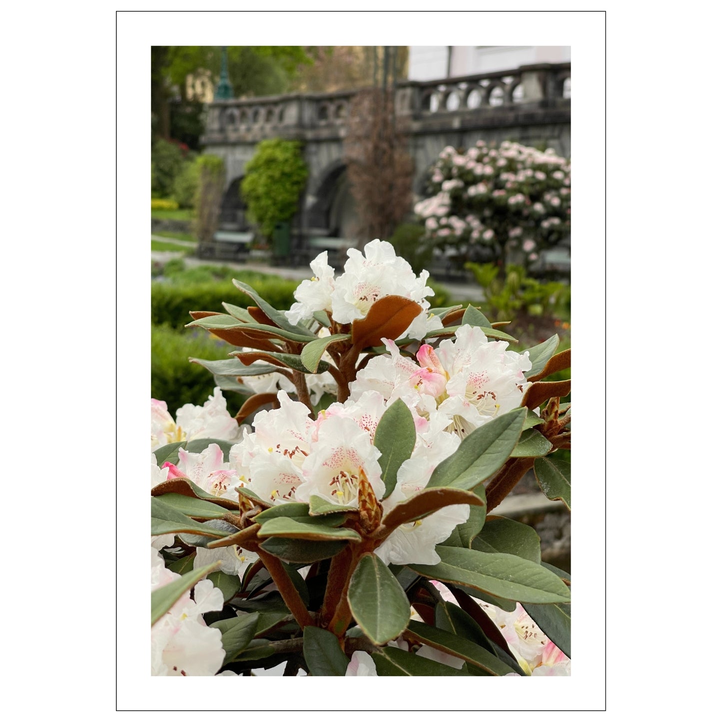 Denne vakre plakaten eller lerretet fanger essensen av naturens skjønnhet med Rhododendronens fantastiske blomsterprakt. 