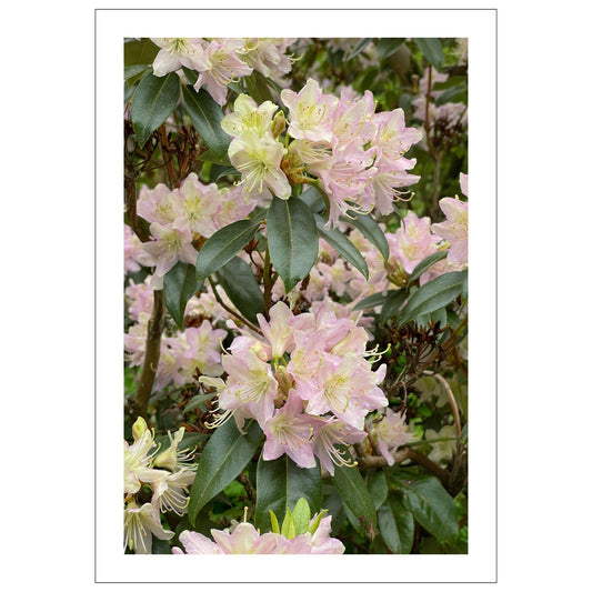 Denne vakre plakaten eller lerretet fanger essensen av naturens skjønnhet med Rhododendronens fantastiske blomsterprakt. 