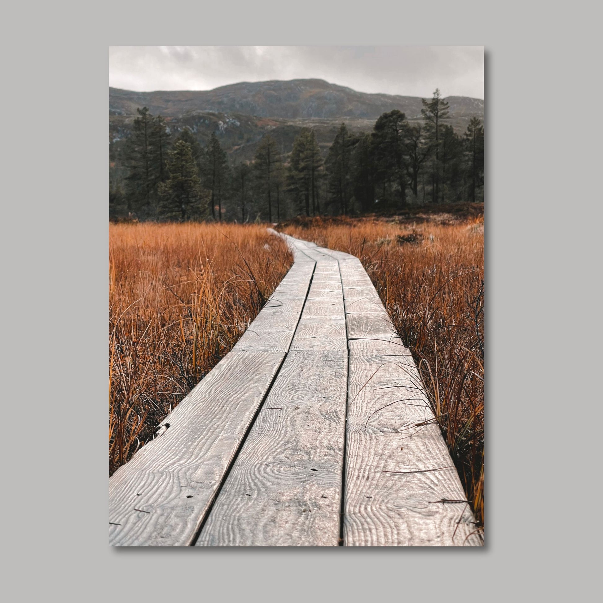 Ta naturen inn i rommet med plakat av norsk natur! Nå kan du dekorere veggen din med høstbilder fra Fergeli i Trøndelag. Sviller for å gå på i myra- Høstfarget grass, fjell og skog i bakkant av bildet. Illustrasjonsfoto viser motivet på lerret.