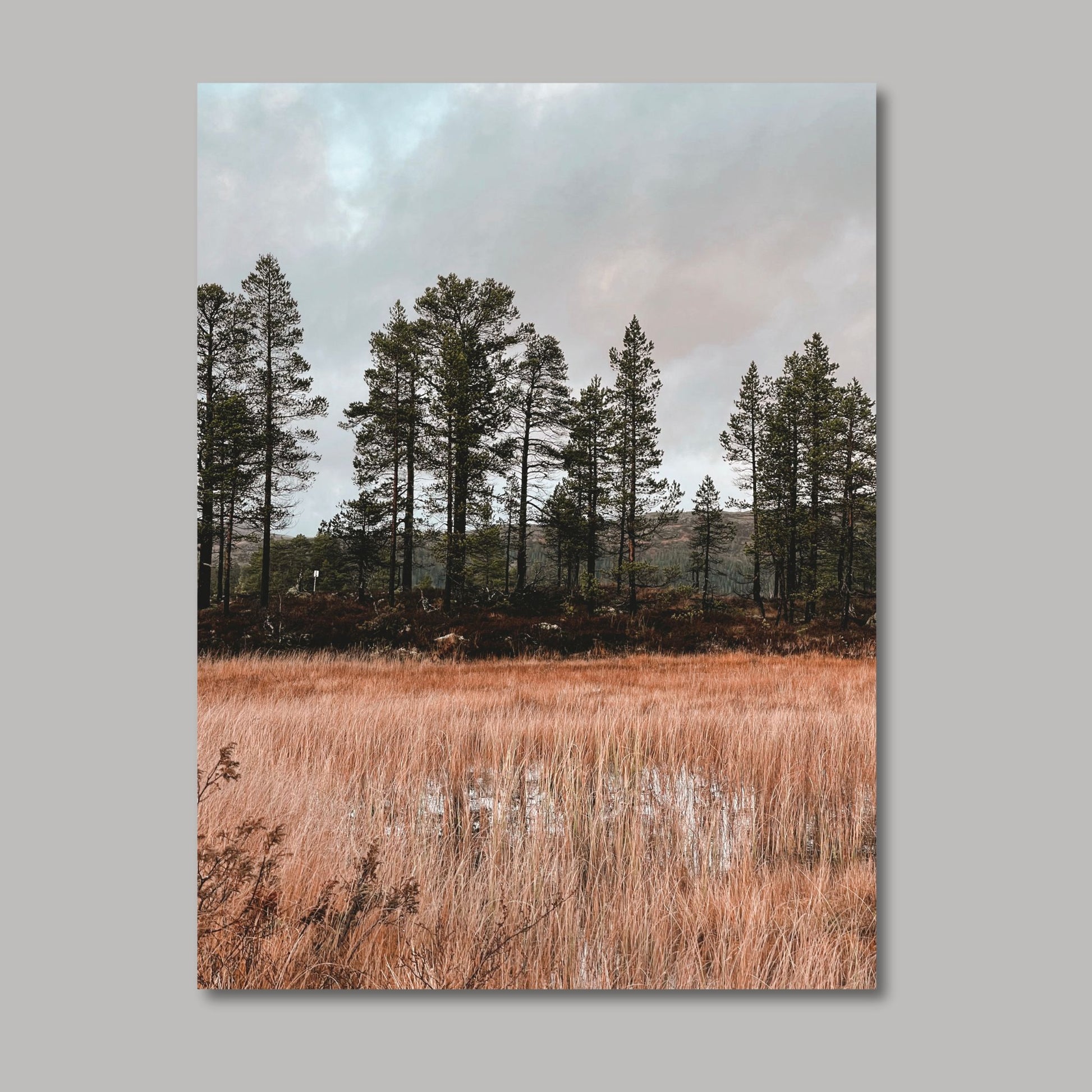 Ta naturen inn i rommet med plakat av norsk natur! Nå kan du dekorere veggen din med høstbilder fra Fergeli i Trøndelag. Sviller for å gå på i myra- Høstfarget grass, fjell og skog i bakkant av bildet. Illustrasjonsfoto viser motivet på lerret.