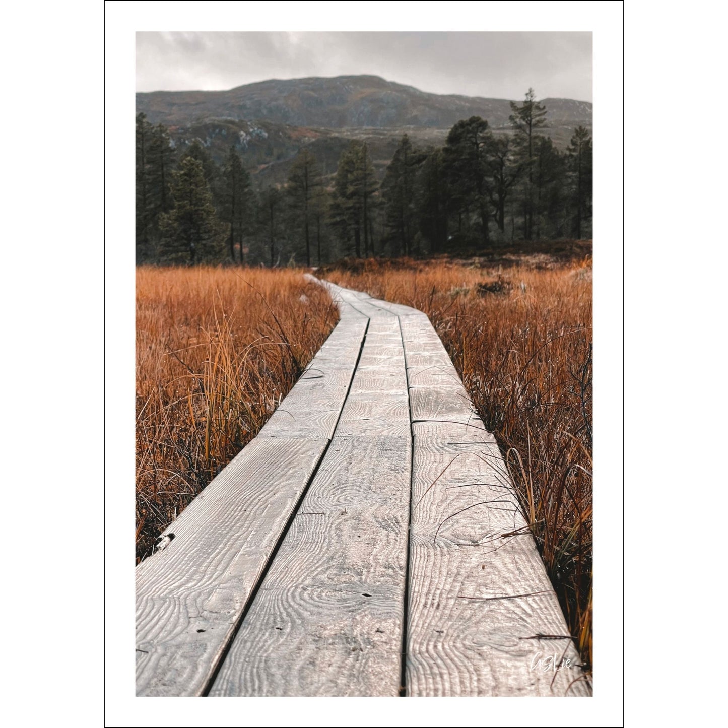 Ta naturen inn i rommet med plakat av norsk natur! Nå kan du dekorere veggen din med høstbilder fra Fergeli i Trøndelag. Sviller for å gå på i myra- Høstfarget grass, fjell og skog i bakkant av bildet..