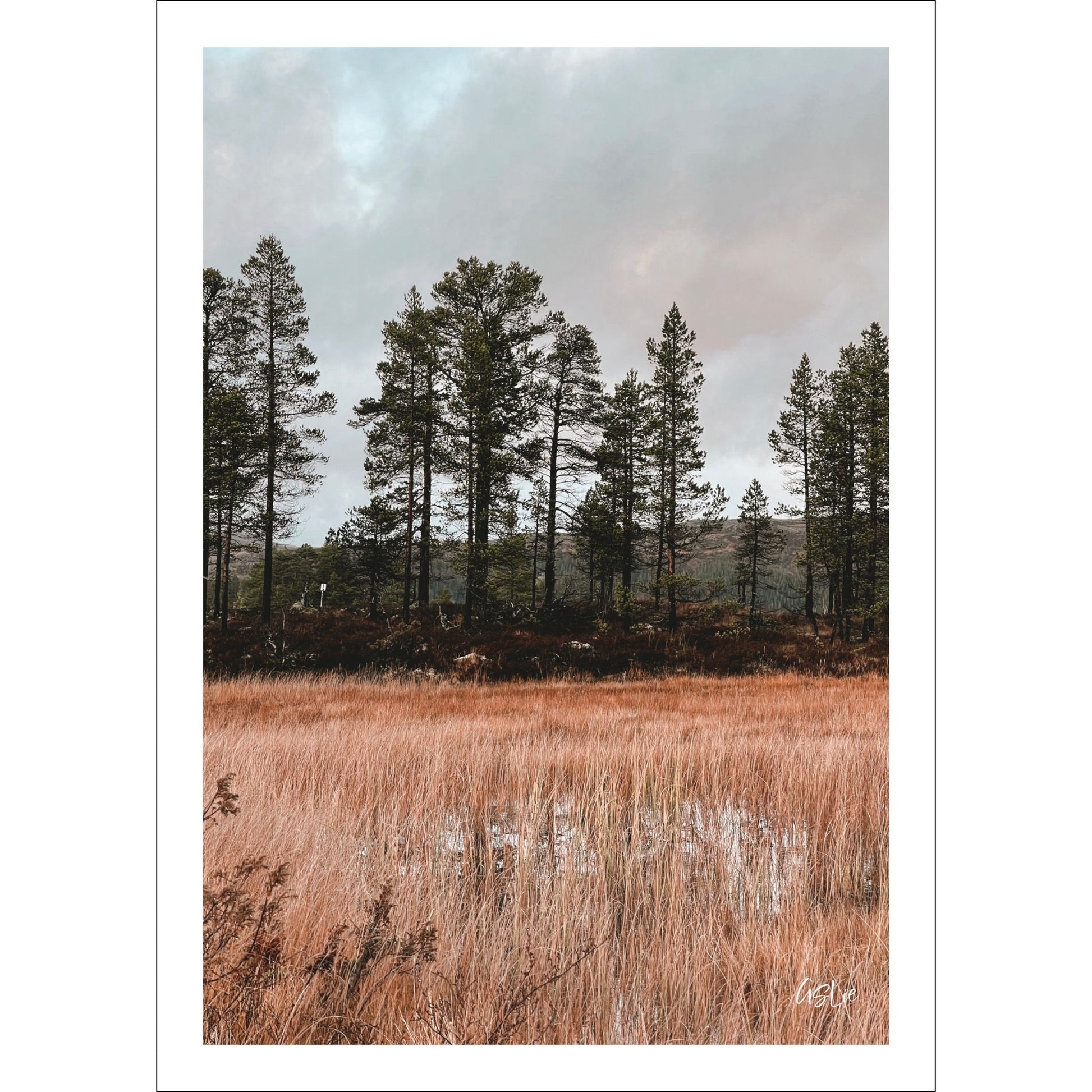 Ta naturen inn i rommet med plakat av norsk natur! Nå kan du dekorere veggen din med høstbilder fra Fergeli i Trøndelag. Sviller for å gå på i myra- Høstfarget grass, fjell og skog i bakkant av bildet. 