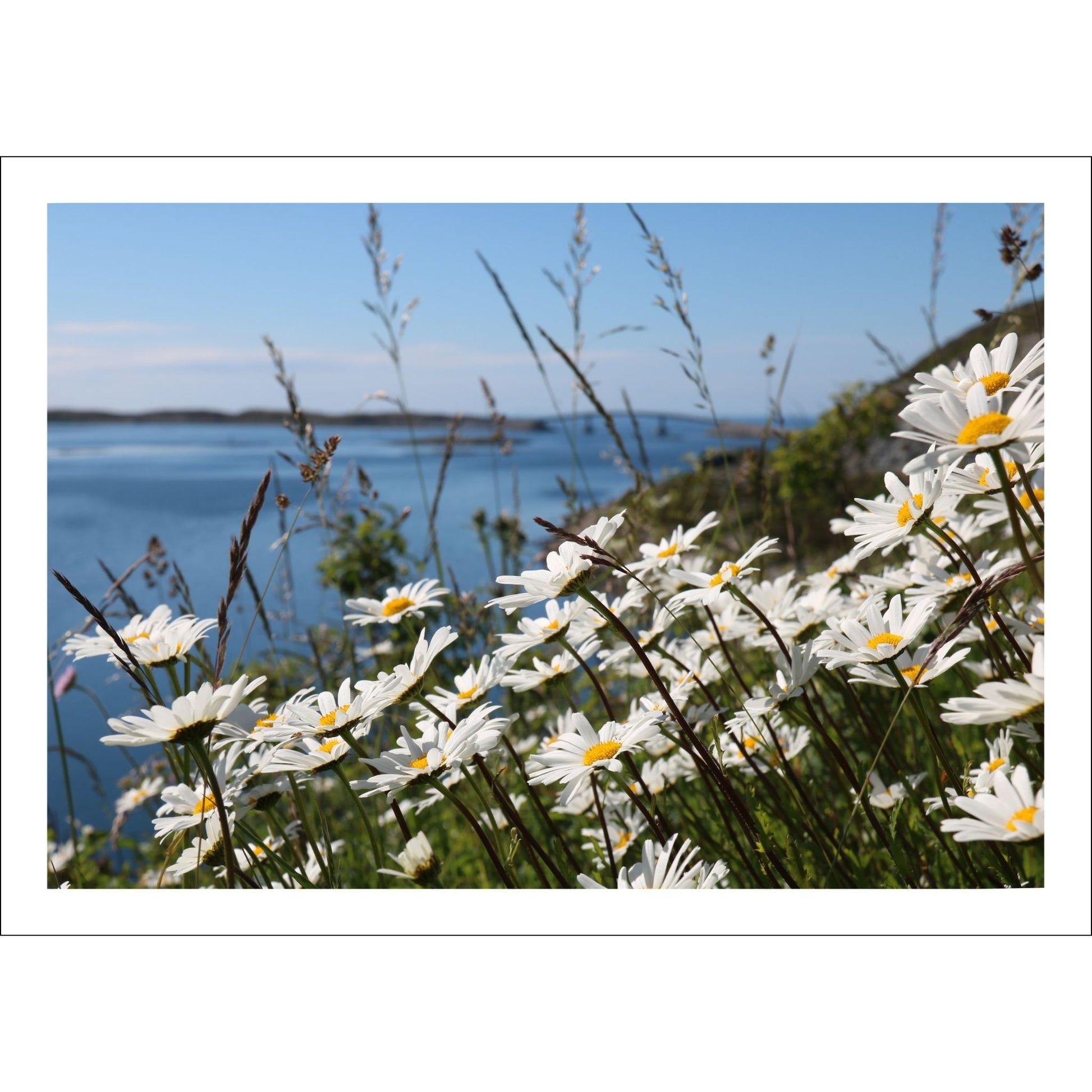 Dette fotografiet viser Prestekrageblomster med sine strålende hvite kronblad og solgule senter.