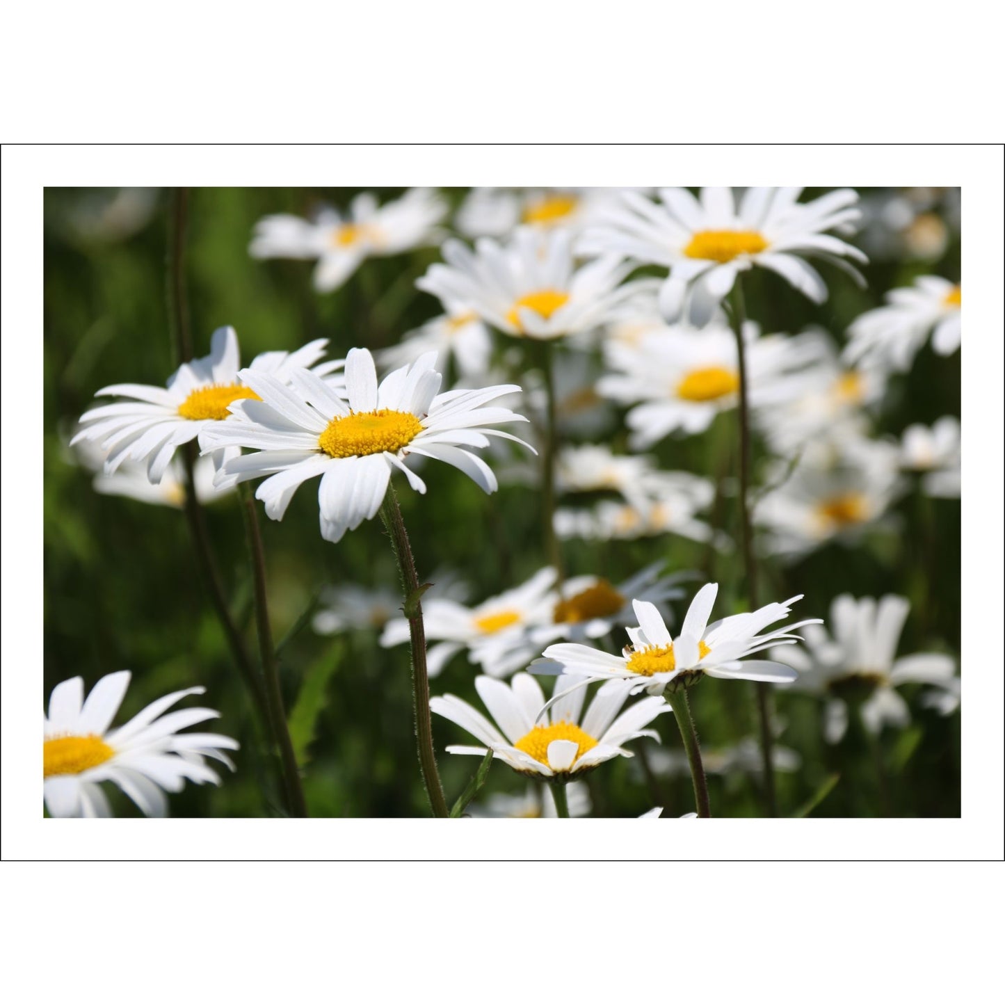 Dette fotografiet viser Prestekrageblomster med sine strålende hvite kronblad og solgule senter. 