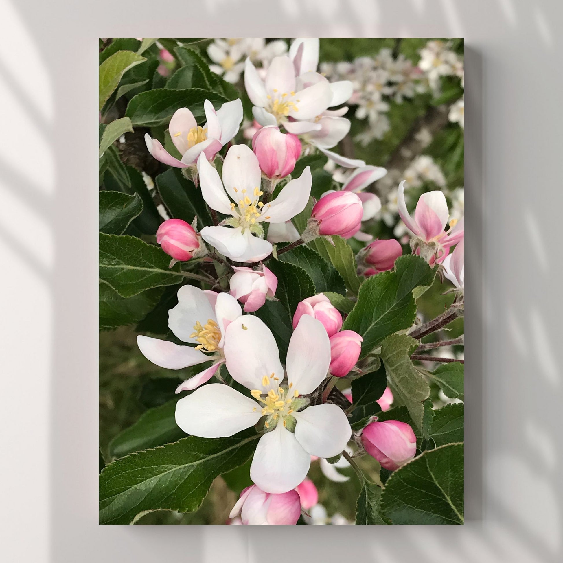 Oppdag skjønnheten i naturen med vår fantastiske "Villeple" plakat og lerret. Dette unike fotografiet, som viser et villepletre i full blomstring, bringer naturens ro og eleganse inn i ditt hjem eller kontor. Illustrasjonsfooto viser motivet på lerret.