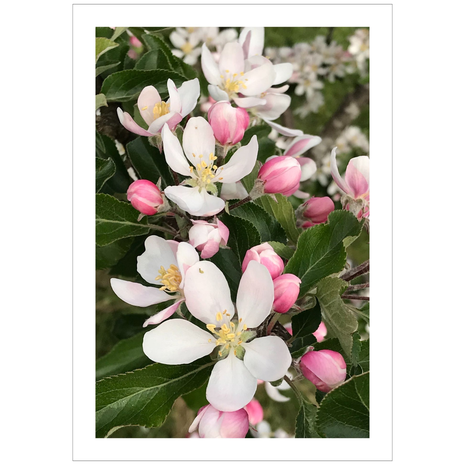 Oppdag skjønnheten i naturen med vår fantastiske "Villeple" plakat og lerret. Dette unike fotografiet, som viser et villepletre i full blomstring, bringer naturens ro og eleganse inn i ditt hjem eller kontor.